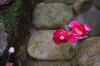 IMGP0728.jpg